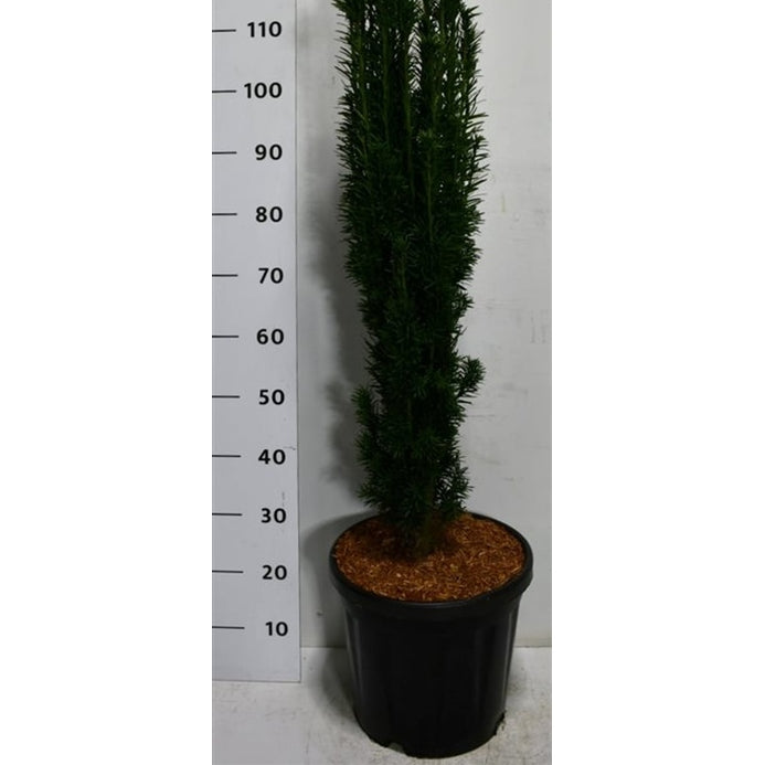 Idegran – Taxus baccata 'Fastigiata Robusta' - C18 80-100 cm.